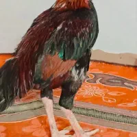 خروس ضمانتی فروش فوری قیمت مناسب