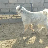 تعدادی کهره نر چاق کشتاری