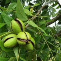 تکوندن/برداشت/هرس گردو/ اجاره خرید فروش گردو|خدمات باغبانی و درختکاری|شهریار, |دیوار
