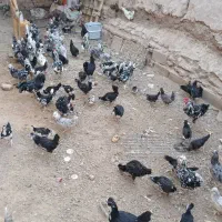 فروش تخم مرغ نطفه دار..‌.جوجه گلین زینتی|پرنده|کهنوج, |دیوار