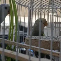 طوطی برزیلی|پرنده|همدان, |دیوار