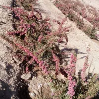 باغ زرشک نهال ۵ ساله همراه ۵ساعت