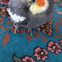 فروش ویژه عروس هلندی نر بالغ  طوسی