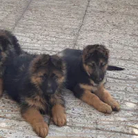 توله ژرمن سه ماهه نر و ماده