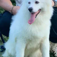 ماده سامویید اصیل