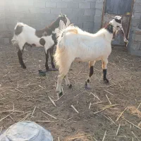 چپش پاکستانی