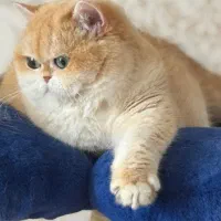 حرآا ج قصر طلایی گربه های نادر و اشرا فی بغلی|گربه|تهران, فرحزاد|دیوار