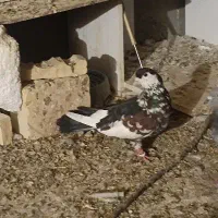 یک چپ کلاغ دم افشون نر پرشی