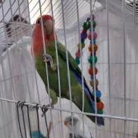 طوطی برزیلی و مرغ عشق