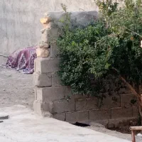 گل و گیاه و کارهای ساختمانی انجام با قیمت مناسب|گل و گیاه طبیعی|صابری, |دیوار