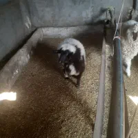 بره چاق باب قصابی|حیوانات مزرعه|سرپل ذهاب, |دیوار