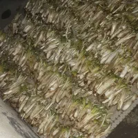 کنگر تمیز پاک شده