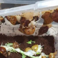 حلزون کلاژن ساز