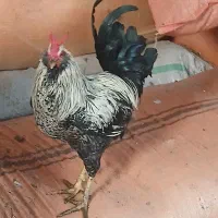 فدک