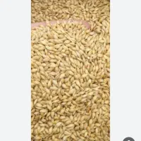 1تن‌جوکیسه‌گرفته