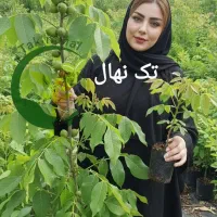 صنوبرنیگرا،کبوده،گردو،بادام