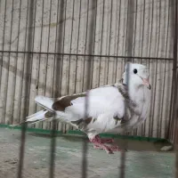 کبوتر خانگی