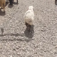 میش وبره