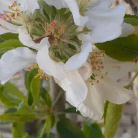 سیم کارت ۱۶۱