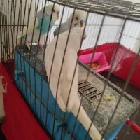 عروس هلندی بامرغ عشق|پرنده|اردبیل, |دیوار