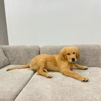 سگ گلدن رتریور