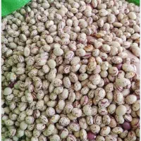 لوبیا چیتی سرحد