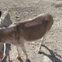 شیر خردرمان هردرد|خوردنی و آشامیدنی|کبودرآهنگ, |دیوار