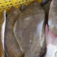 ماهی و میگو صید روز ارسال به همه نقاط|خوردنی و آشامیدنی|شیراز, ستارخان|دیوار