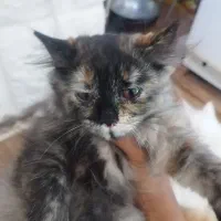 فروشی نژاد پرشین و. دی اس اچ سه ماهه بازیگوش ماده