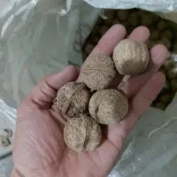 گردو درجه یک از گوهرنک