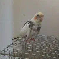 جوجه عروس|پرنده|ری, سیزده آبان|دیوار