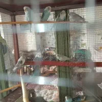 پرنده مرغ عشق|پرنده|پیر بکران, |دیوار