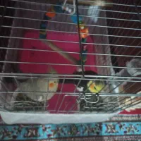 عروس هلندی|پرنده|کارون, |دیوار