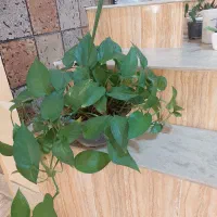 گل طبیعی، هدیه روز مادر|گل و گیاه طبیعی|فردوس (خراسان), |دیوار