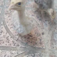 جوجه بوقلمون یکماهه