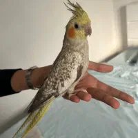 عروس ماده رام مولد