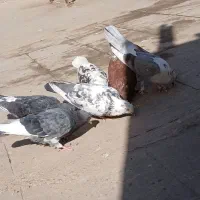 کفتر