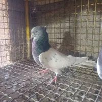 کفتر کبوتر مسافتی،شهری،بهبهونی،کله سبز،رنگی|پرنده|شیراز, گلستان|دیوار