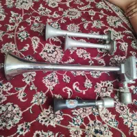 طوطی|پرنده|مشهد, عسگریه|دیوار
