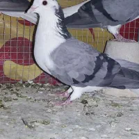 کفتر|پرنده|اصفهان, کارلادان|دیوار