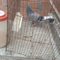 کبوتر|پرنده|بندر ترکمن, |دیوار