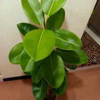 گل های طبیعی خونگی