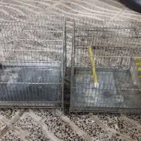 قفس سهره سره فضلی