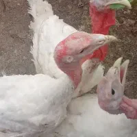 بوقلمون گوشتی