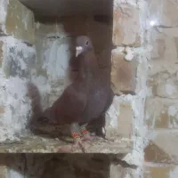 کبوتر کرمونی