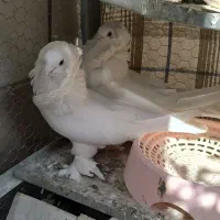 کبوتر راعبی.شامپیون.هملت