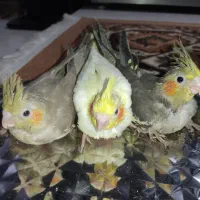 جوجه سرلاکی عروس هلندی