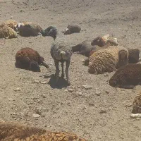 میشو بره فروشی