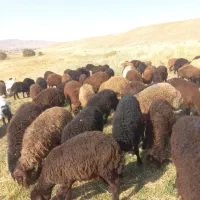 فروش بره|حیوانات مزرعه|هریس, |دیوار