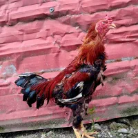 ۴عدد خروس لاری